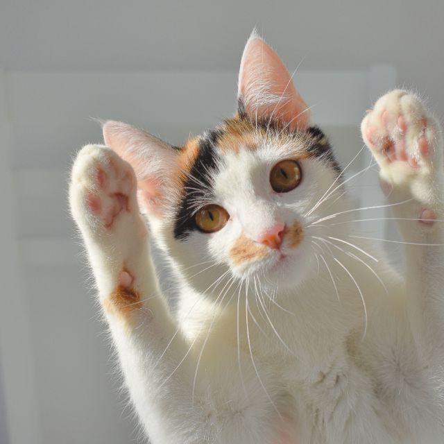 猫咪底层代码到底是什么，为什么总是那么神经？