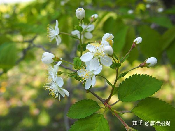 日本樱花的秘密 知乎