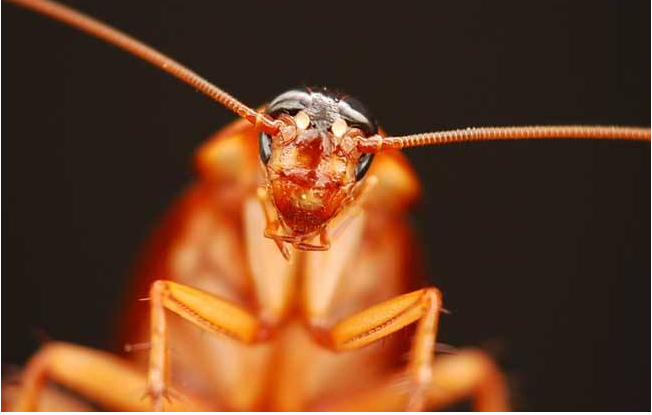 蟑螂"小强"的自白:没有头,我也能活!