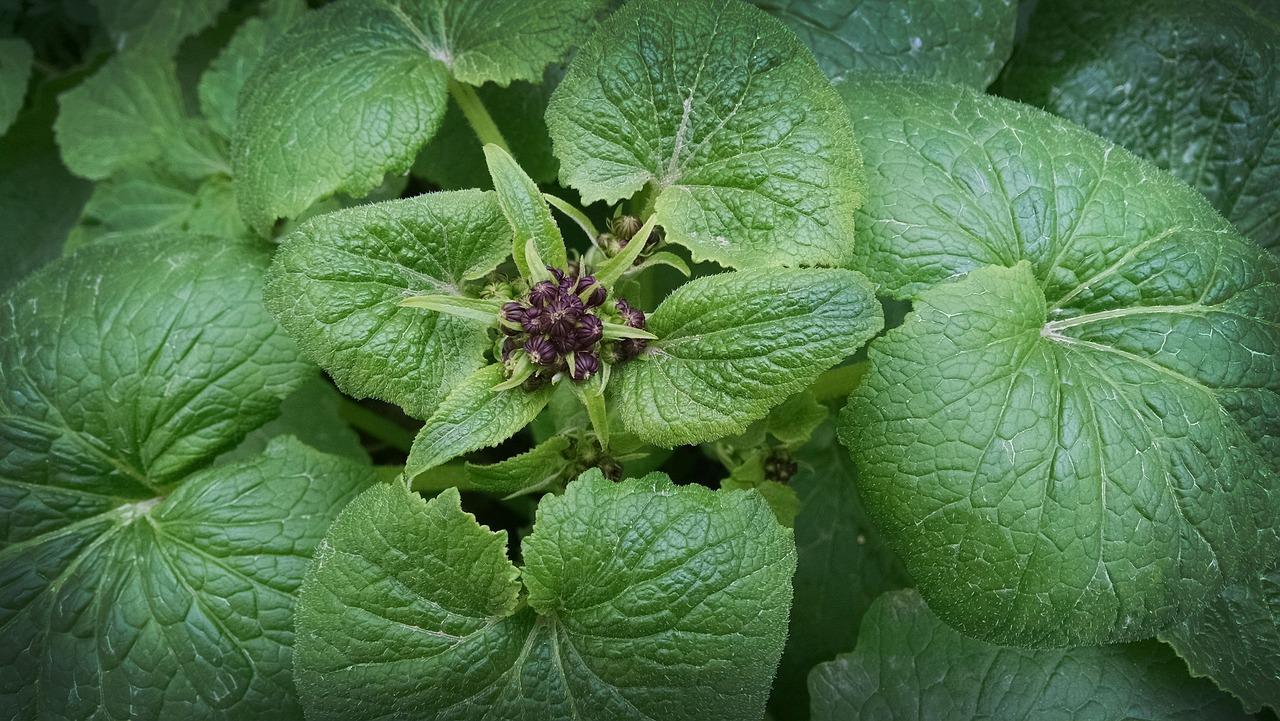 3. 遮荫降温方法