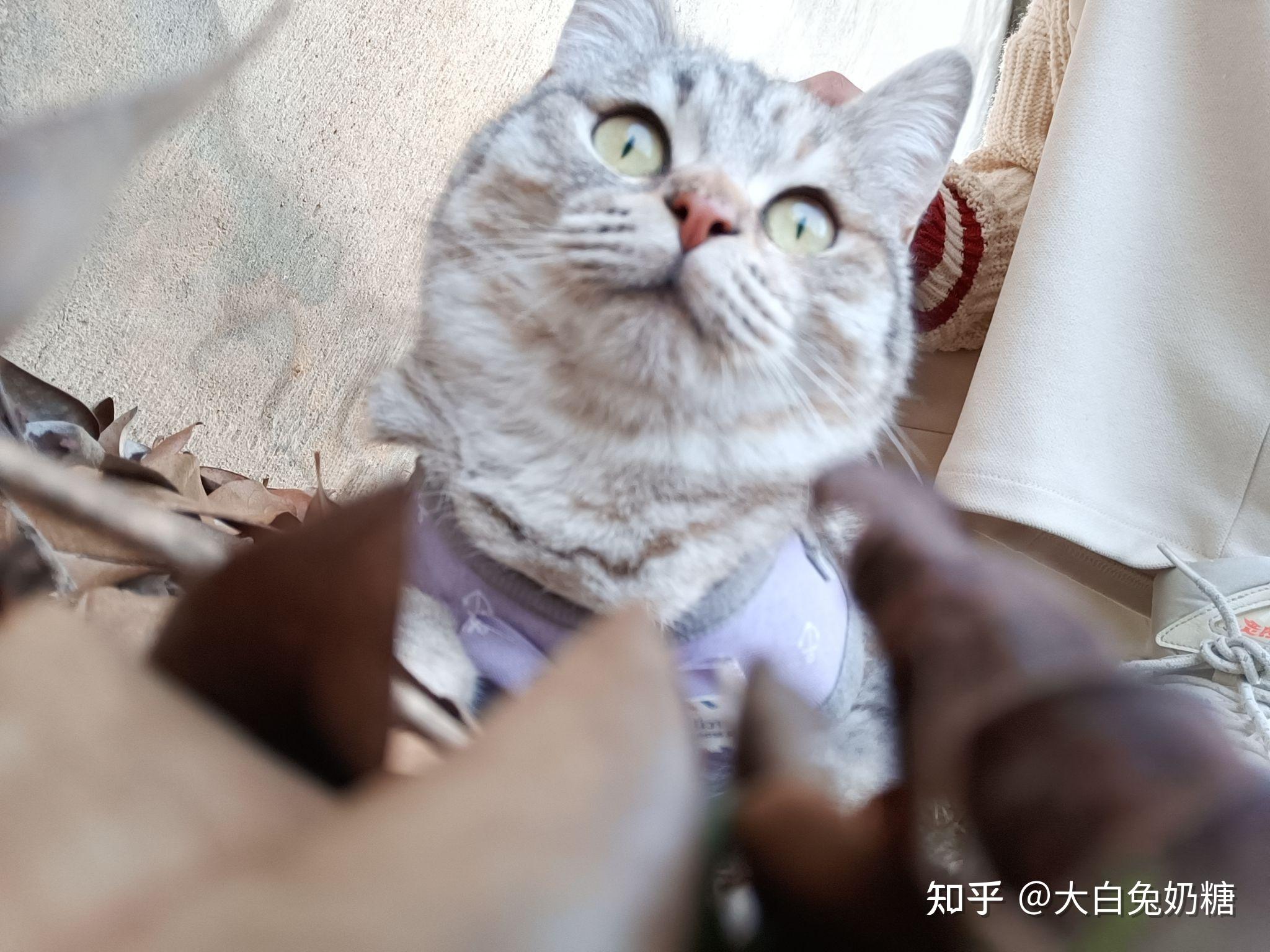 这个是银渐层和橘猫的的串吗? - 知乎