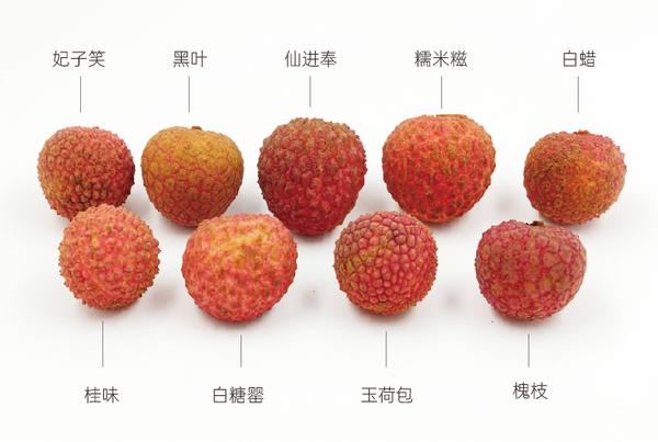 9品种荔枝对比测评: 桂味、糯米糍、仙进奉、白糖罂,谁才是荔枝界的最强王者? - 知乎