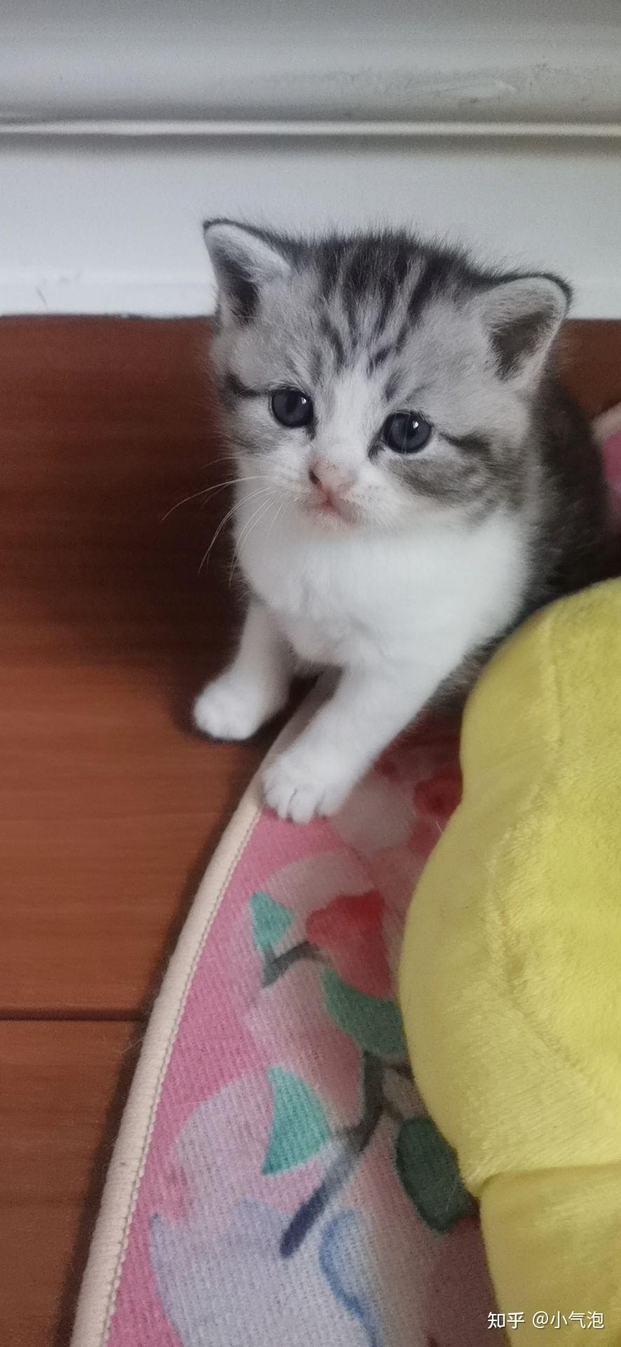 美短虎斑加白起司猫妈妈宝宝有要的吗?