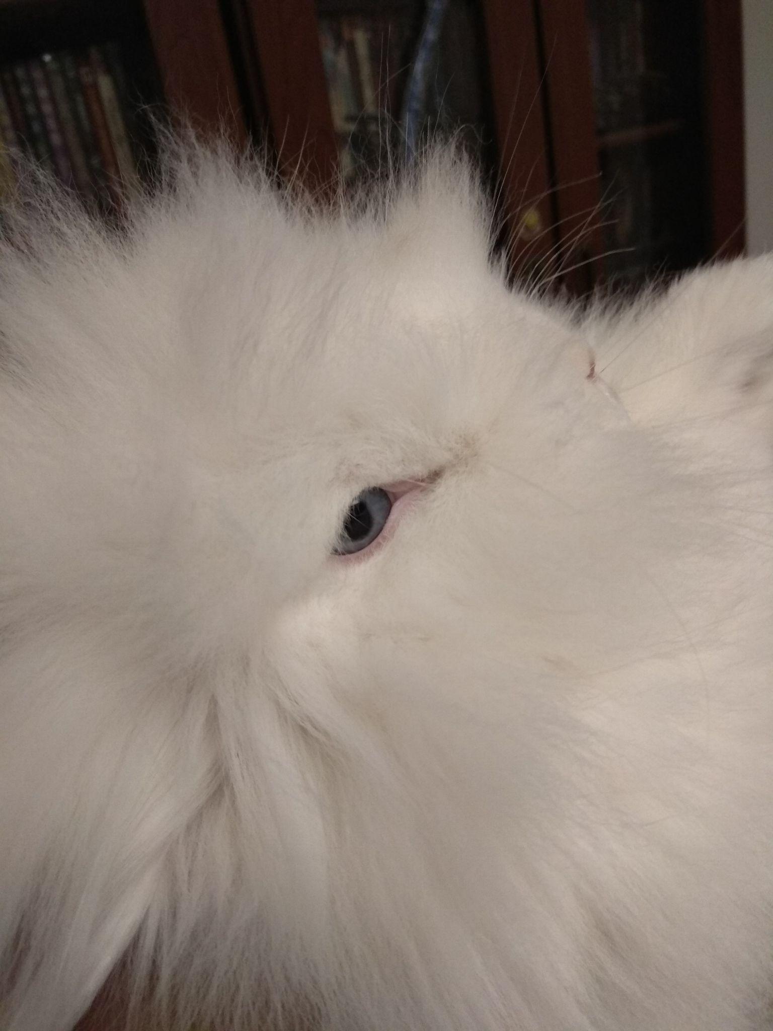 白色垂耳兔为什么不是红眼睛