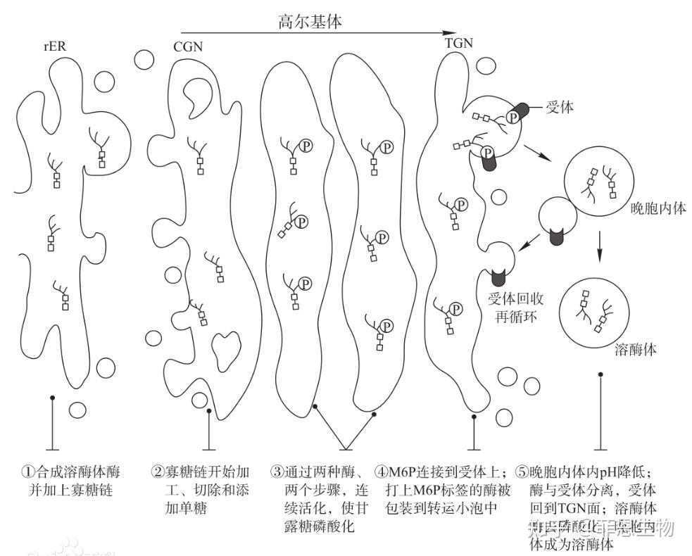 溶酶体标志物功能介绍 - 知乎