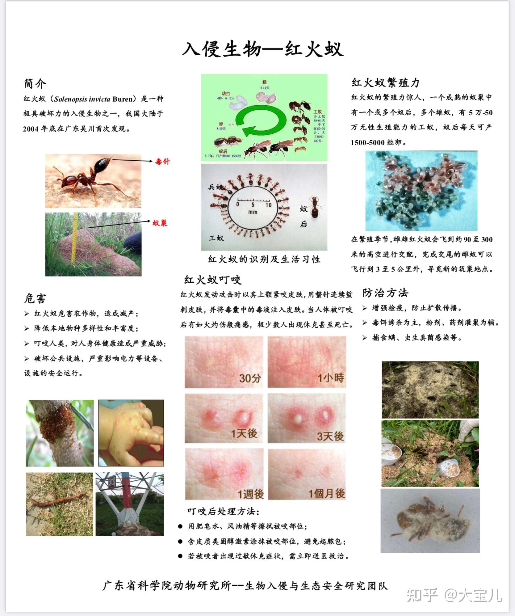 入侵生物—红火蚁