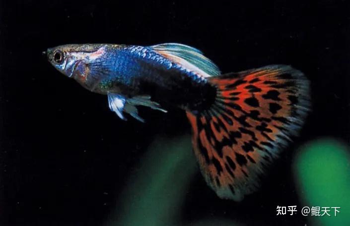 孔雀鱼谱系之马赛克孔雀鱼