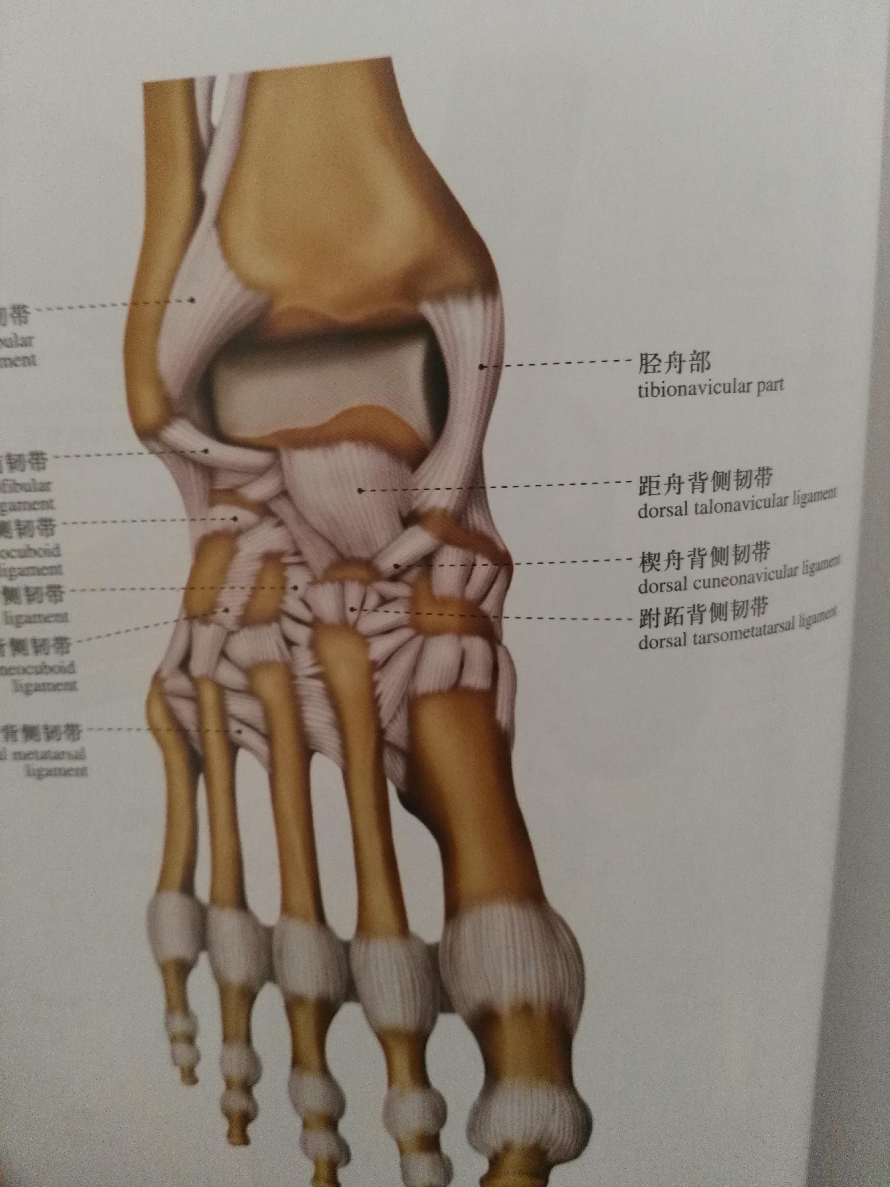 足舟骨解剖图片