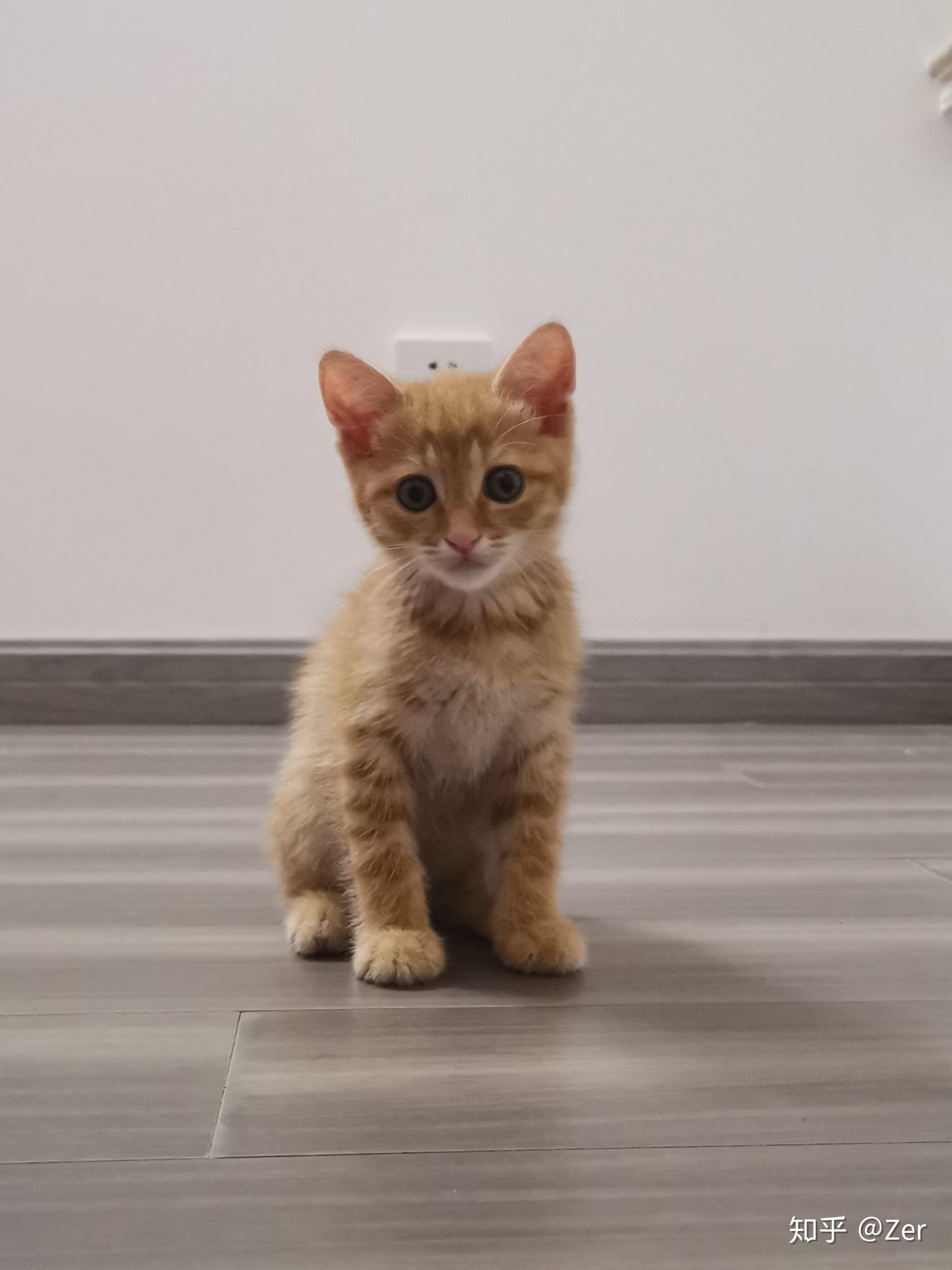 新手养猫之橘猫