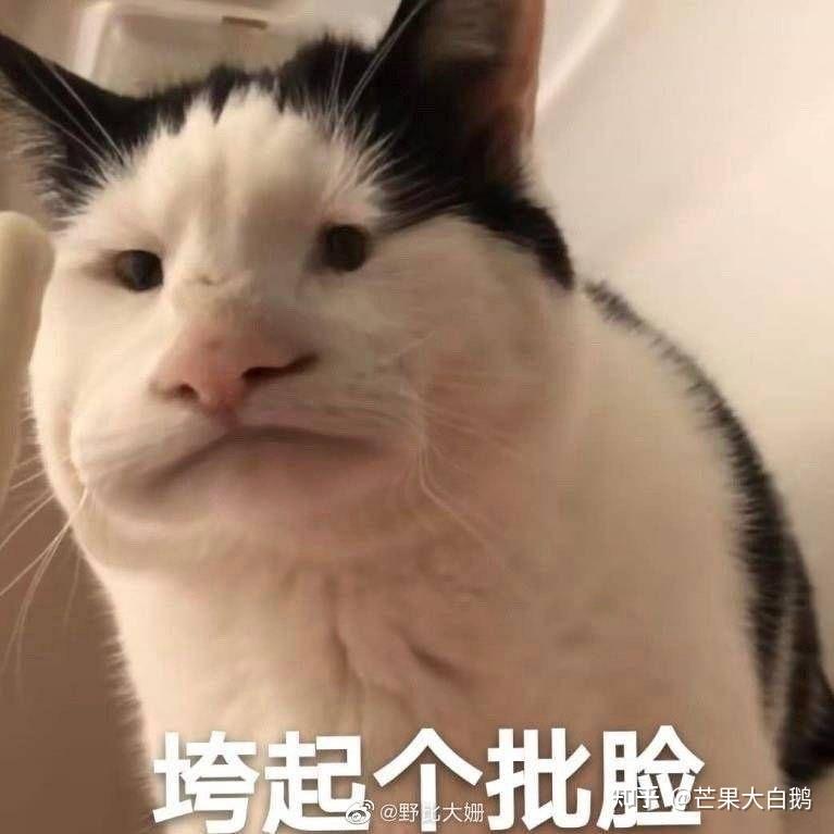 貓咪表情包