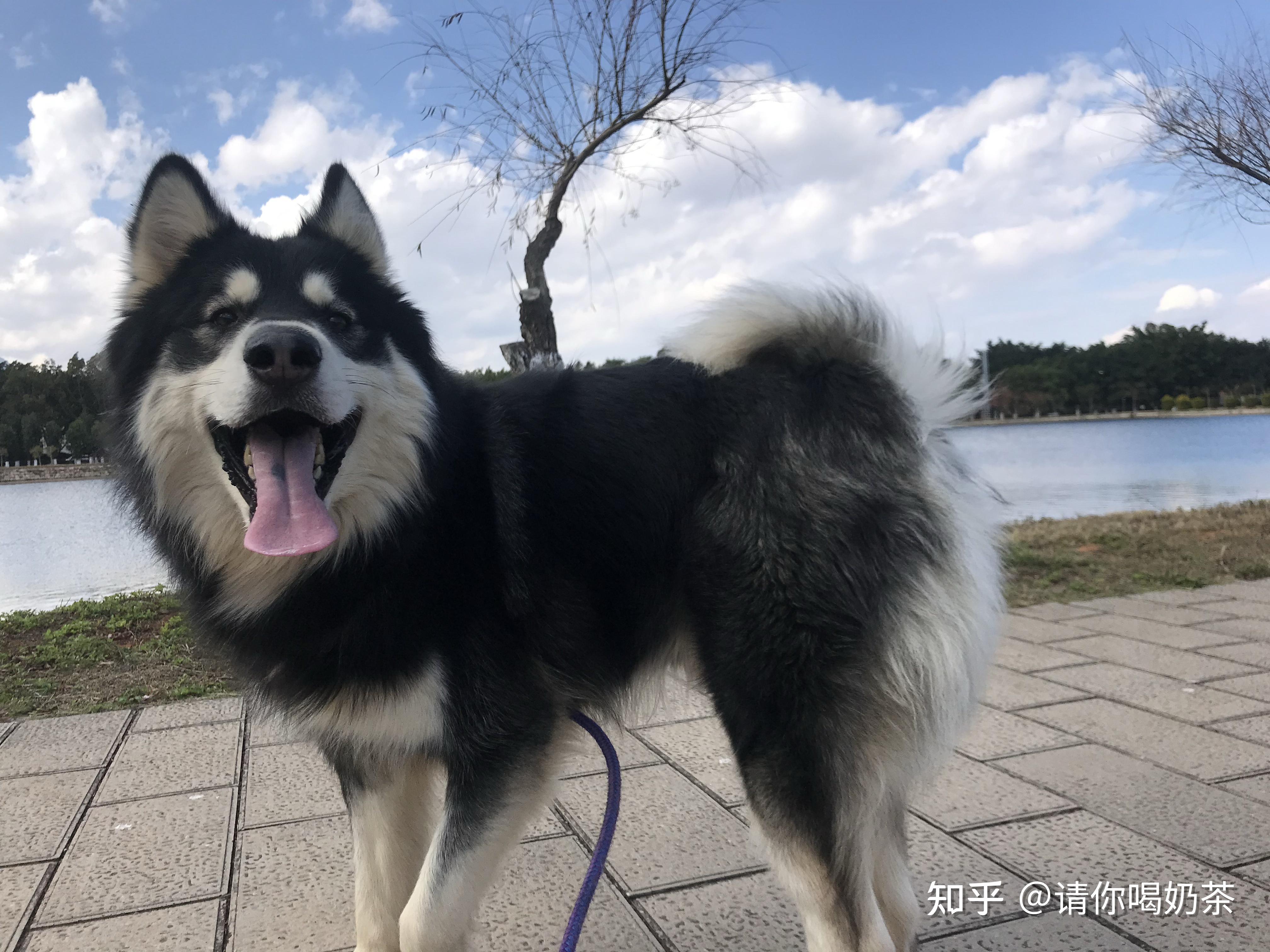 怎么养阿拉斯加雪橇犬? - 知乎