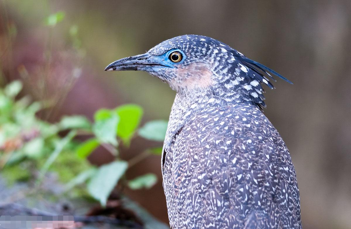 黑冠麻鹭这种鸟多吗?有什么特性? - 知乎