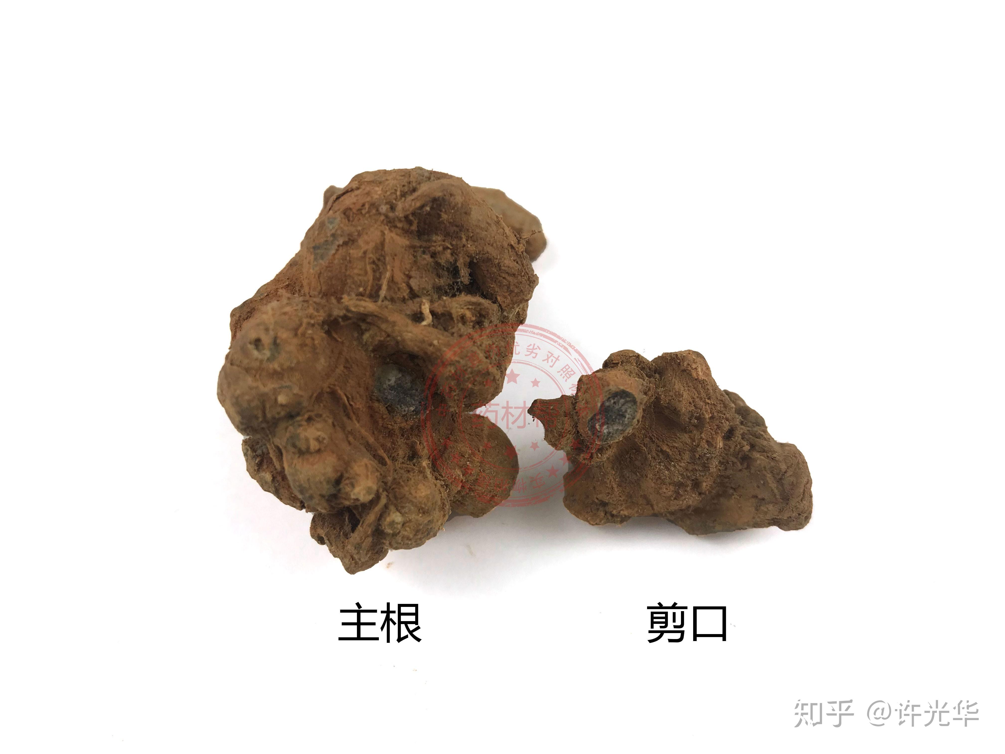 30种不同三七真伪优劣高清大图对比