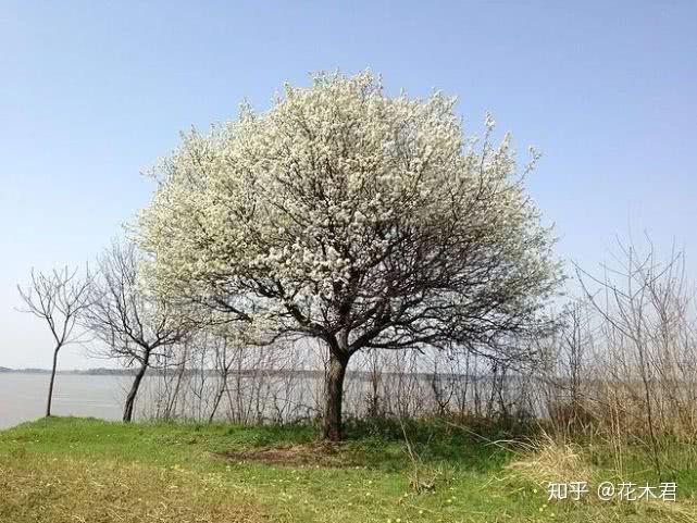棠梨的辨识分类和鉴赏|蜀地从来胜,棠梨第一花 - 知乎