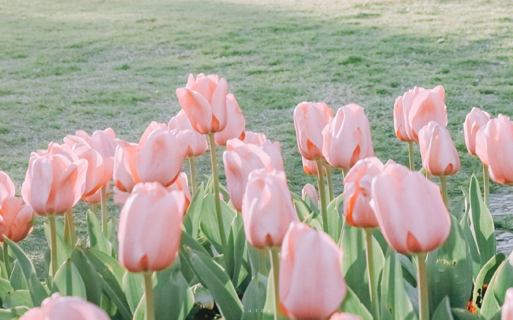求好看的横屏花海pad壁纸