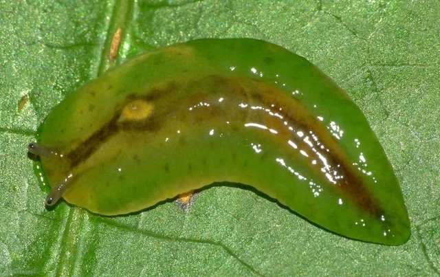 q弹如果冻,陆生蛞蝓的颜值担当:叶脉蛞蝓科【睡前软体动物学305】