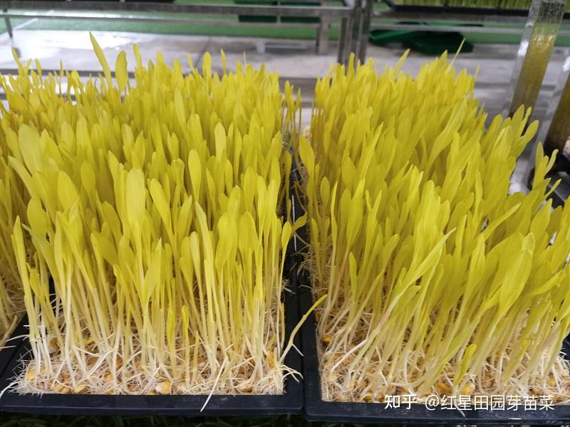 玉米种子水培过程图片