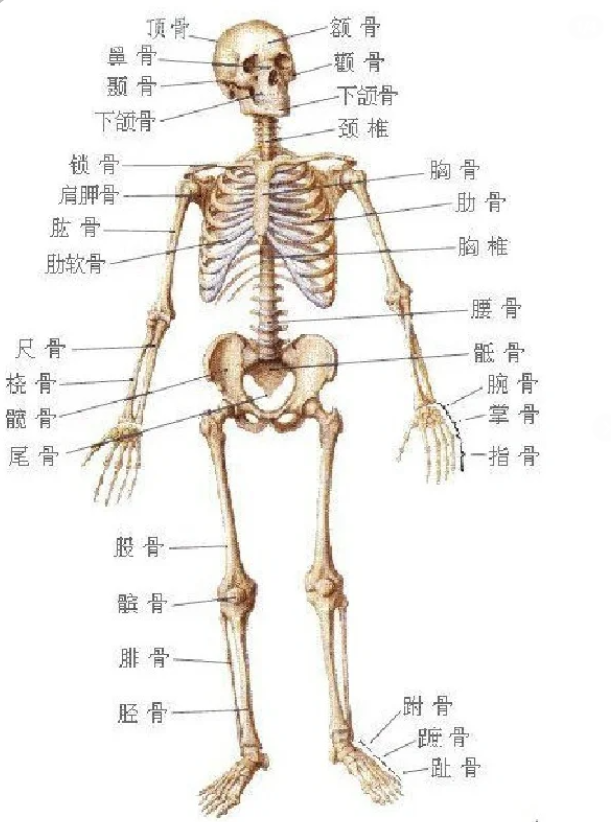 人体中的206块骨头都是哪些?