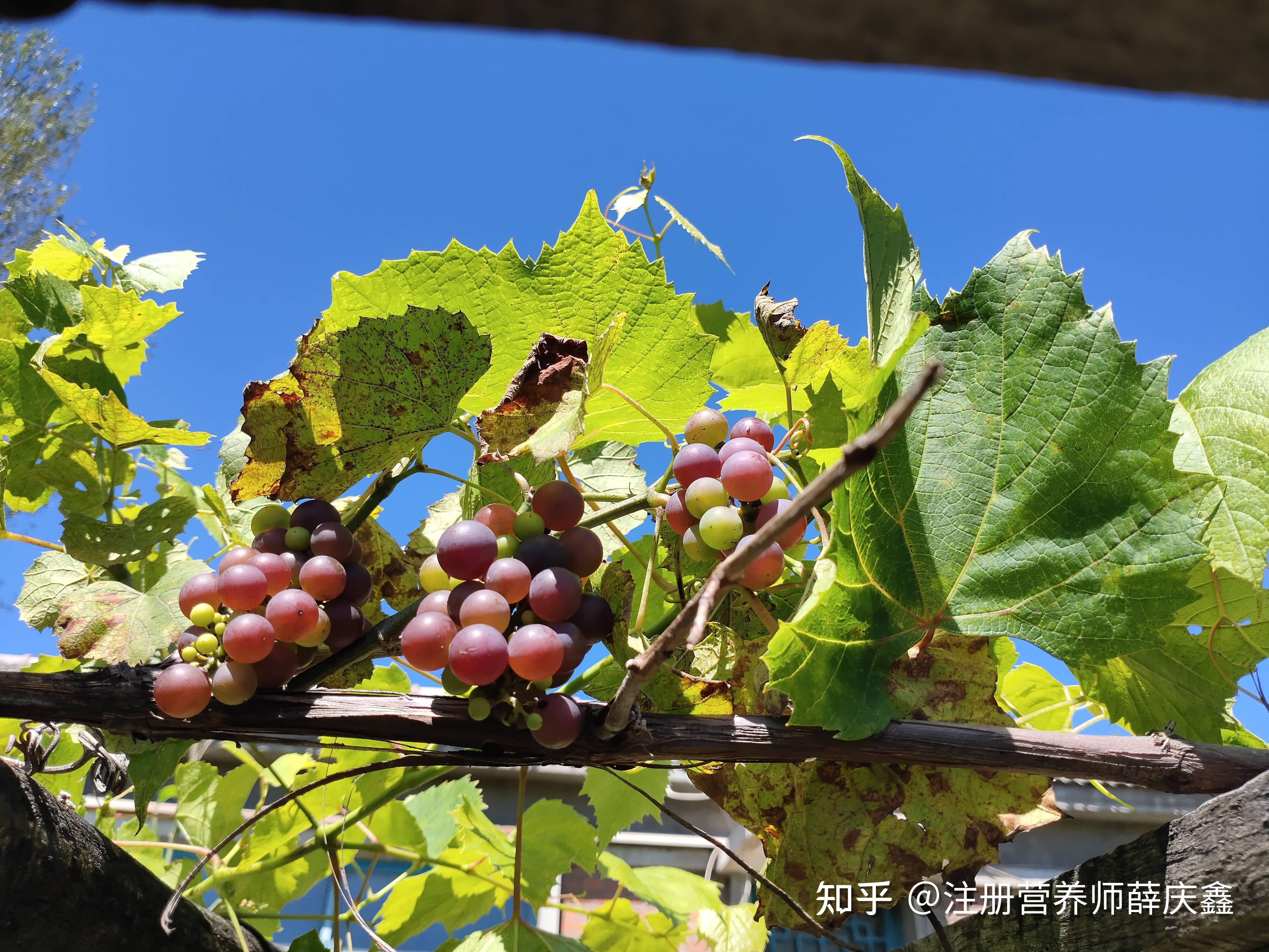 唐三镜黄丽娜: 家庭自制葡萄酒的酿造方法详细介绍