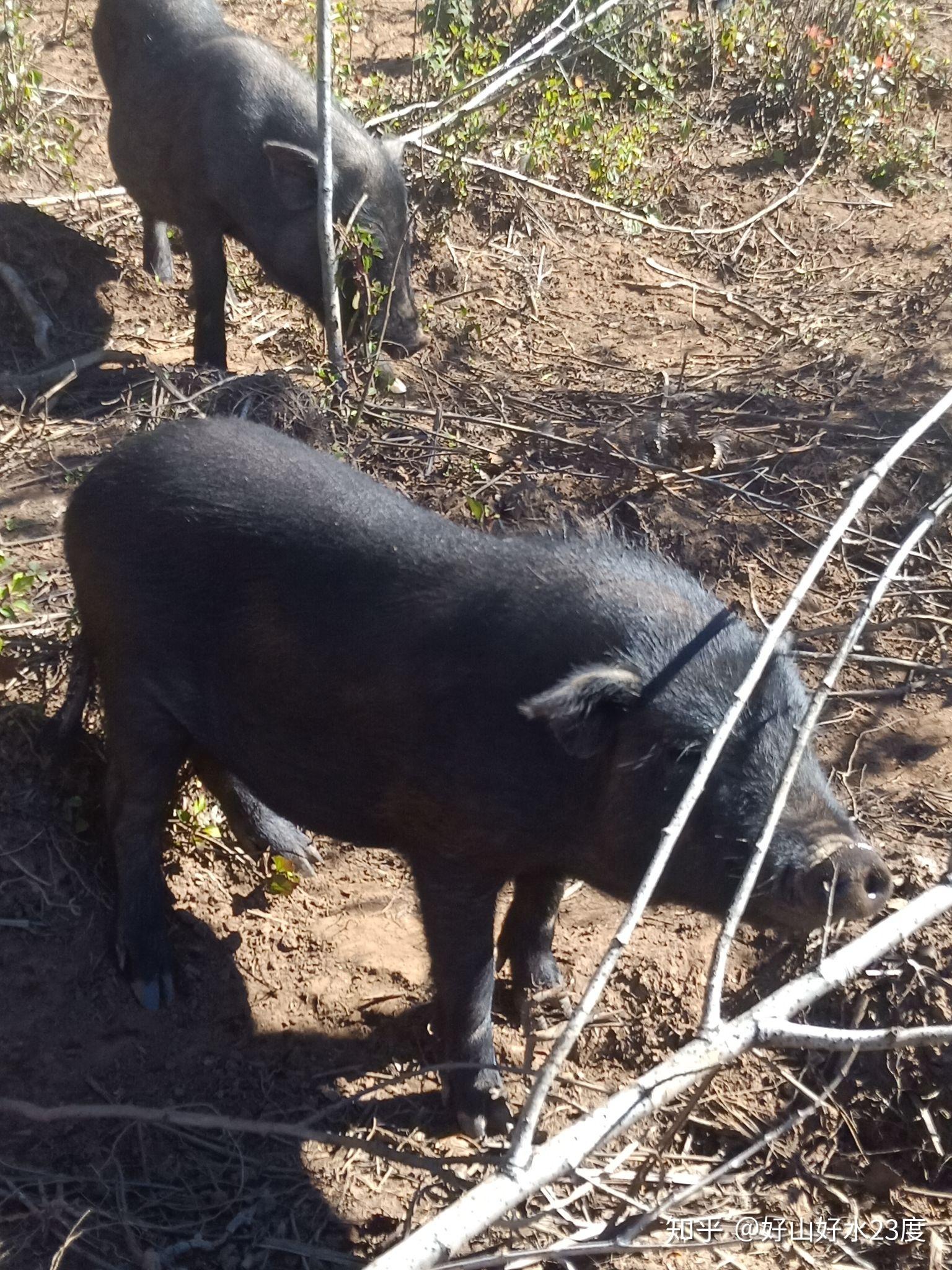 迎着朝阳,小脚猪会从林子里的各个方向聚集过来,习惯了饲养员摩托喇叭