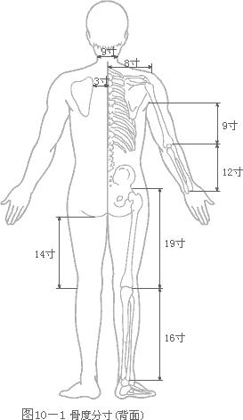 中医理疗推拿正骨针灸培训:腧穴的定位与骨度分寸