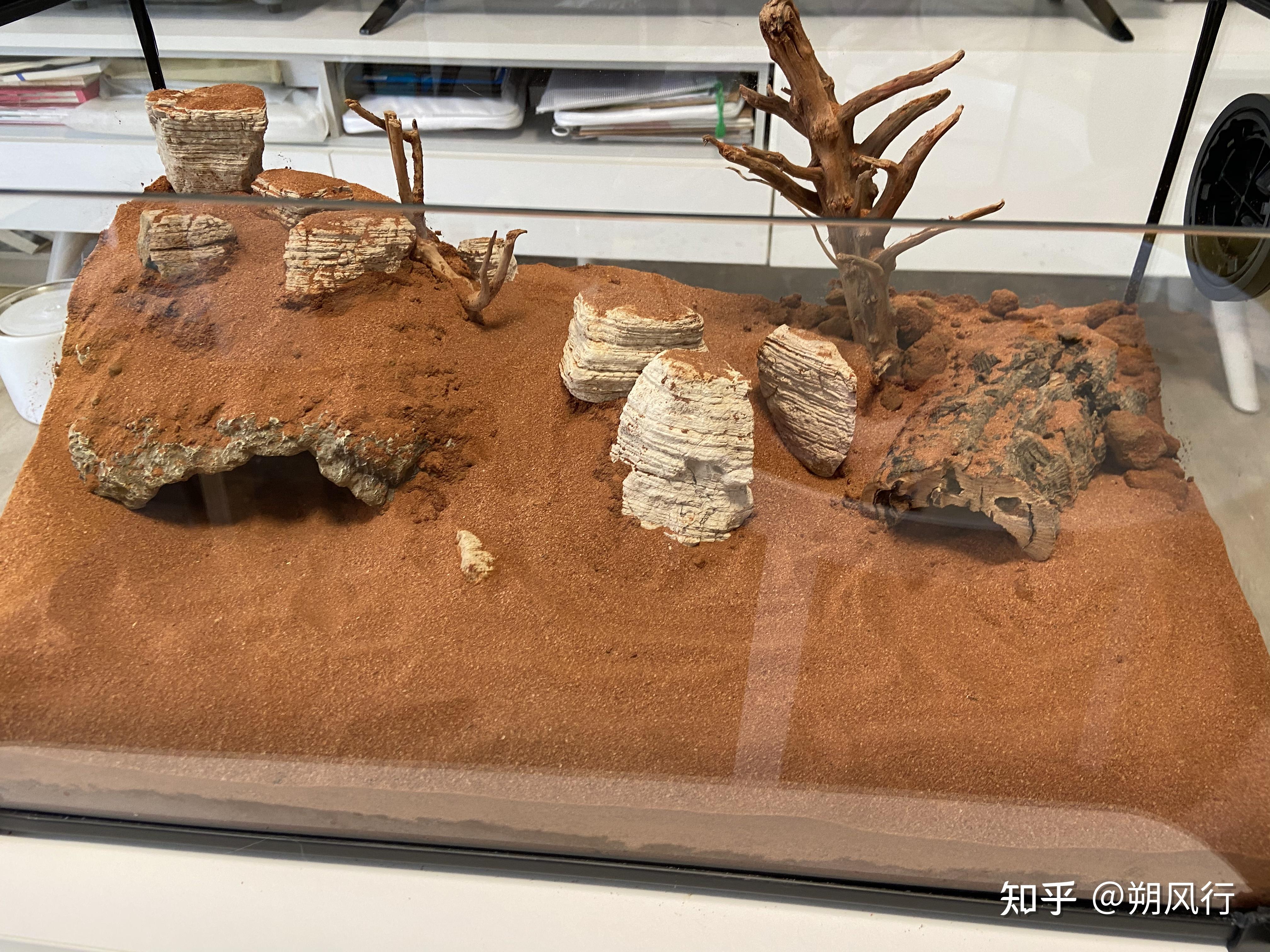 如何给爬宠饲养箱造景? - 知乎