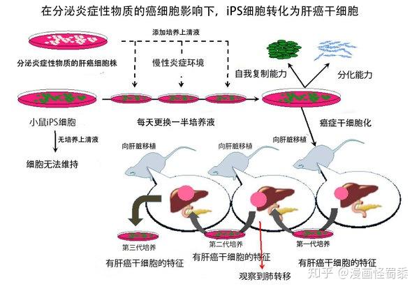 2020年ips细胞研究进展综述 知乎