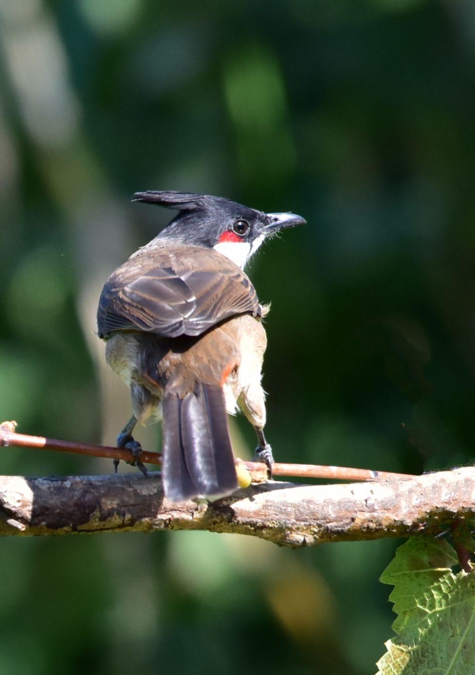 漂亮的红耳鹎鸟
