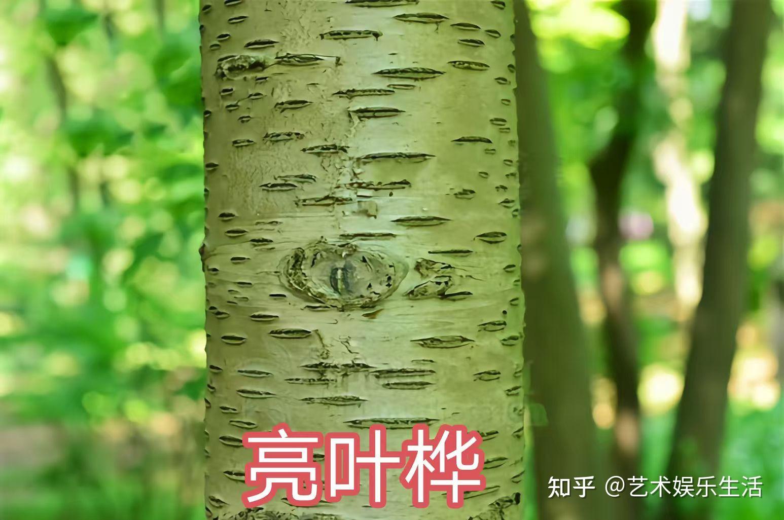 桦木科植物有哪些 - 知乎