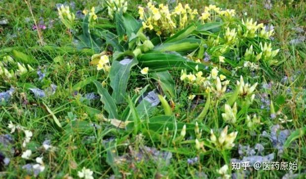 秦艽植物秦艽為龍膽科植物秦艽gentiana macrophylla pall.