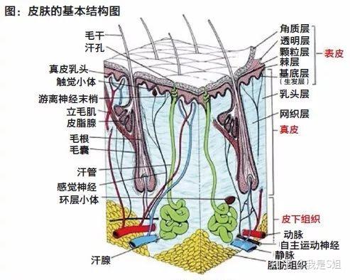 韩国dn64微针美容仪 让你在家也可以享受美容院般待遇 知乎