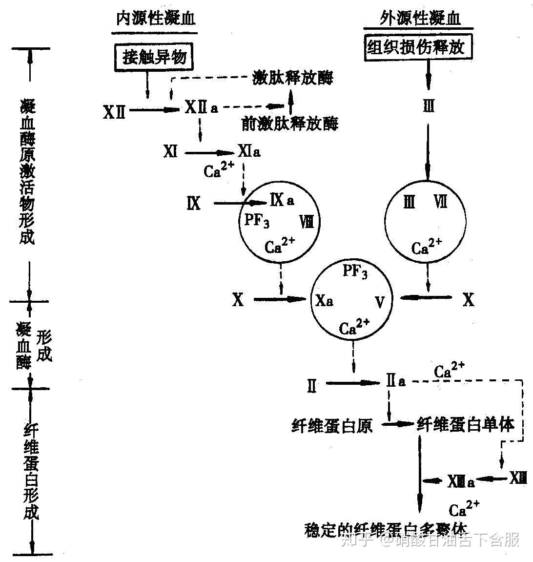内源性凝血系统和外源性凝血系统有什么区别