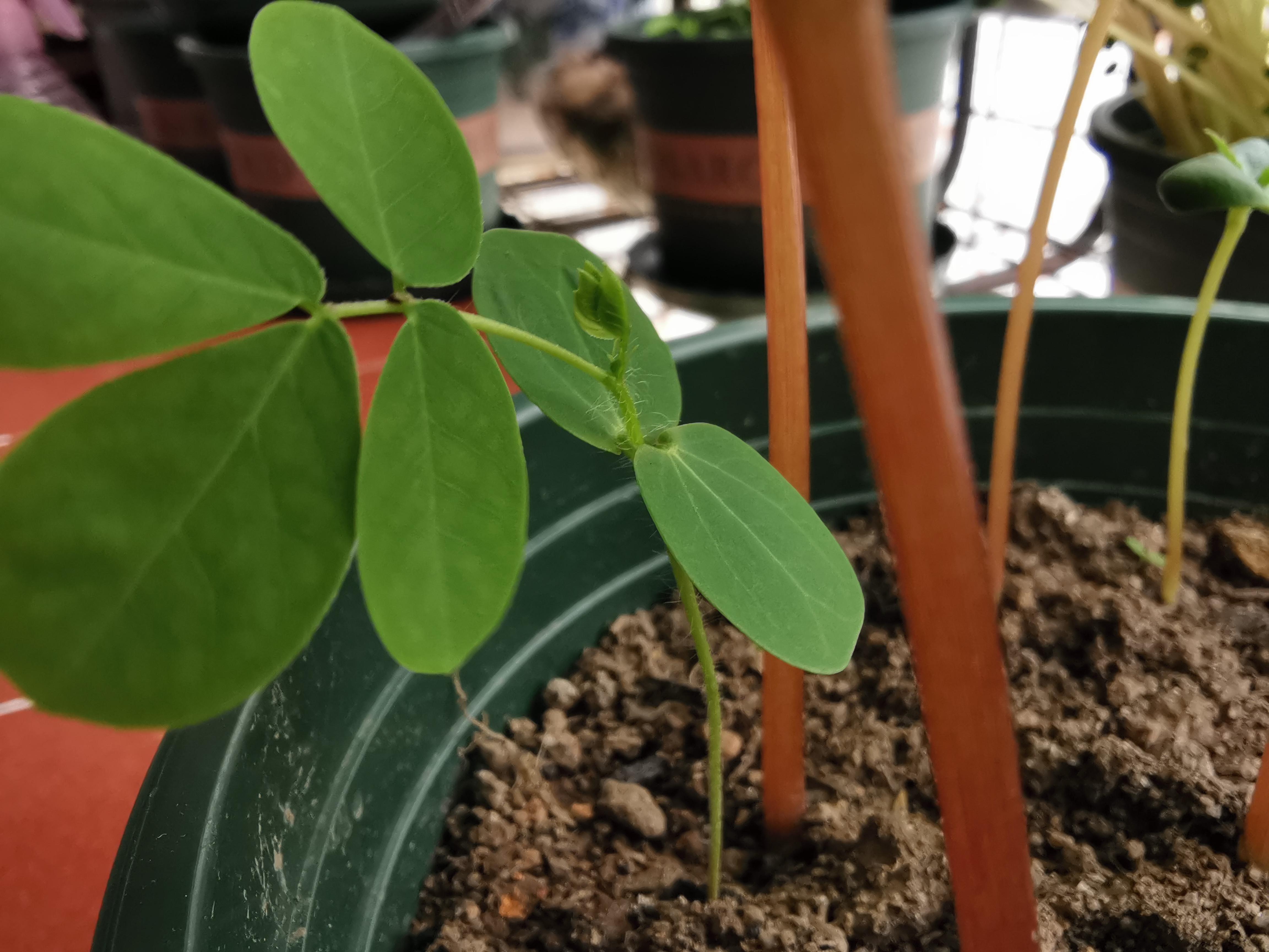 完结凤仙花的栽培日记