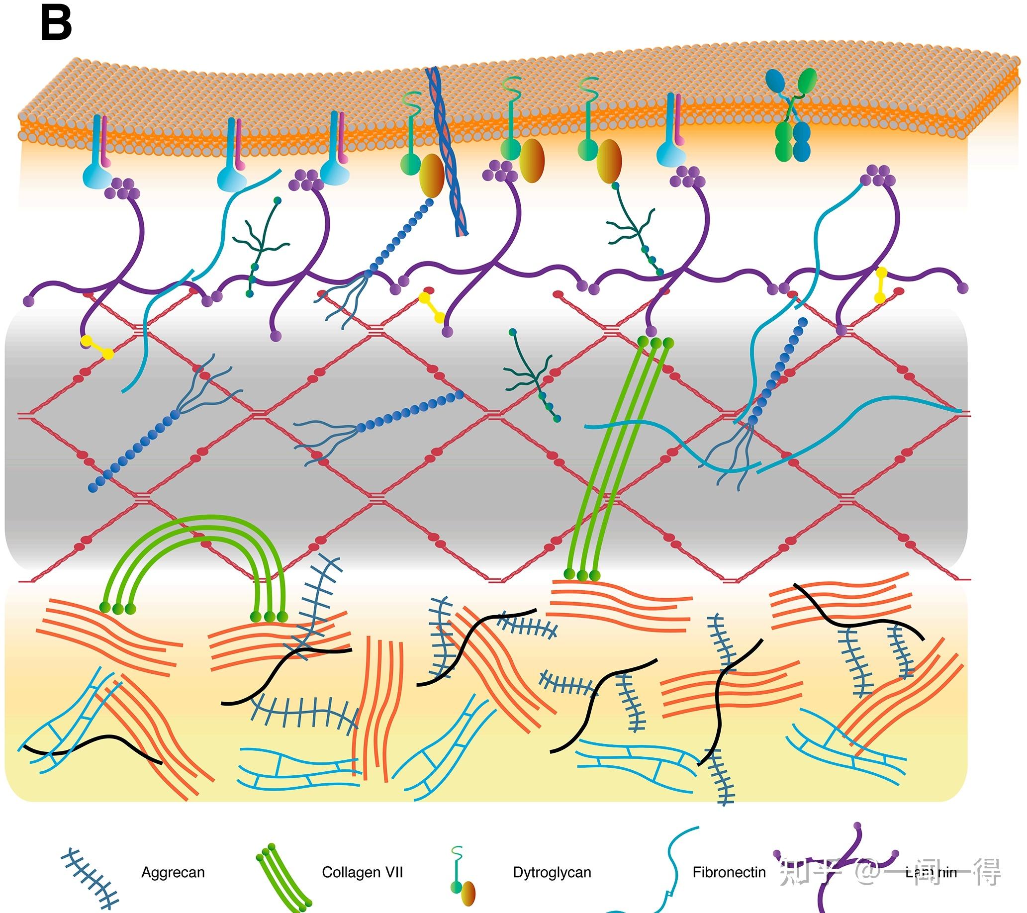 维生素 A 缺乏和细胞外基质改变 - 知乎