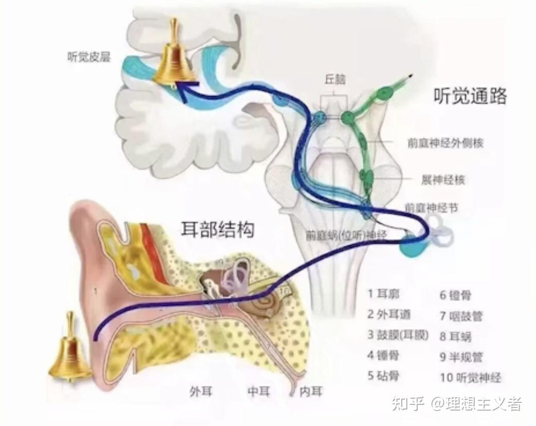 语音信号处理(二): 发声生理、听觉生理与听觉心理 - 知乎
