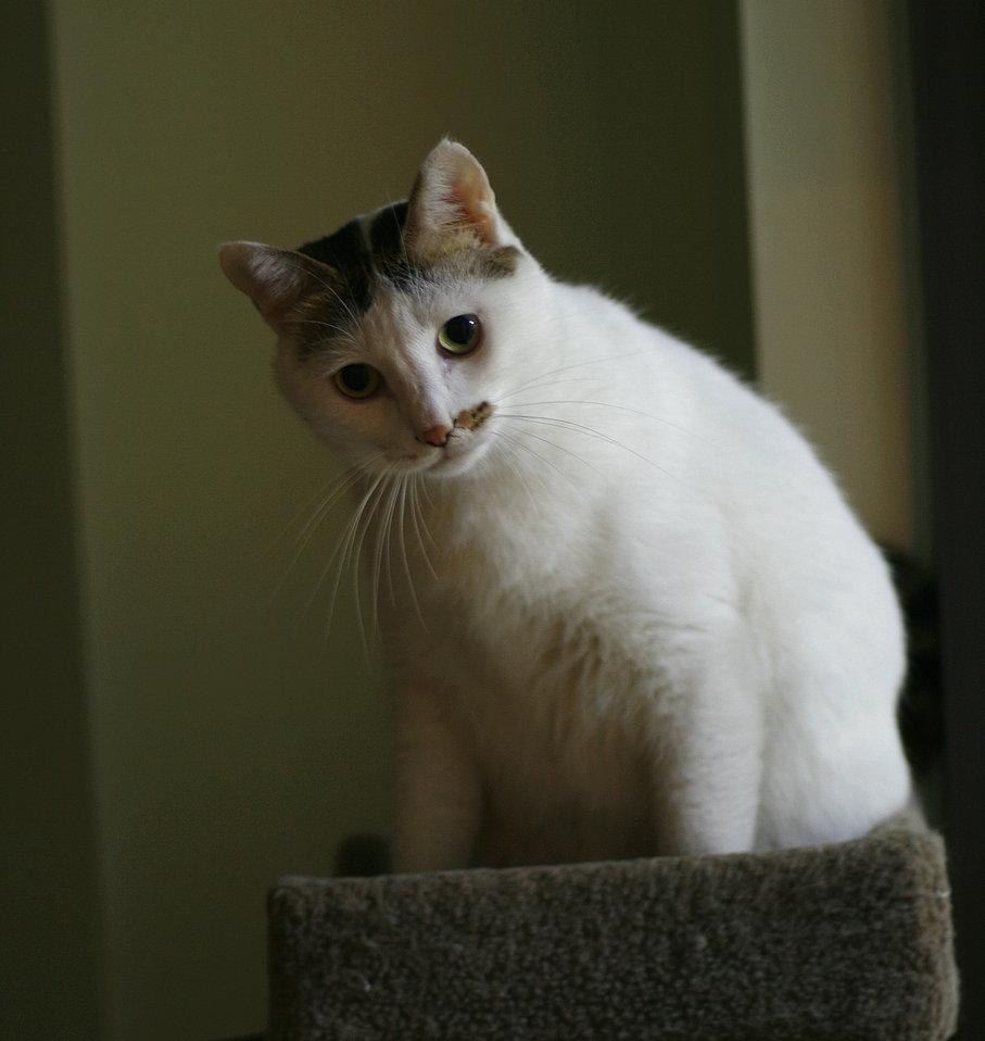 纪念一只猫 知乎 纪念一只猫 知乎