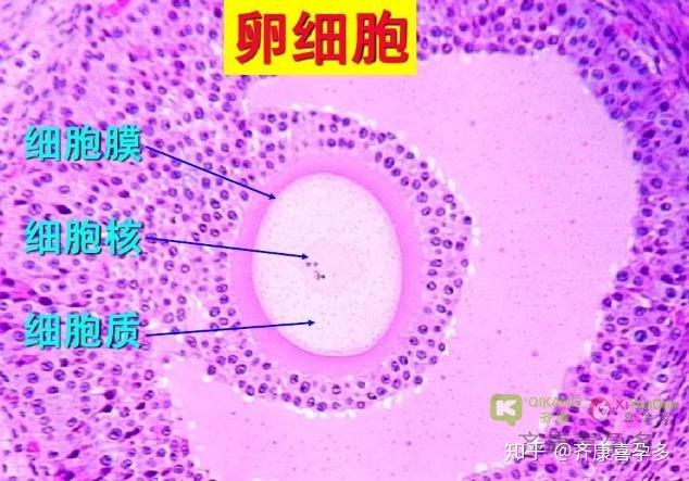 v2-0b978cbd6cdb64fe1b72281c49f96e18_r.jpg