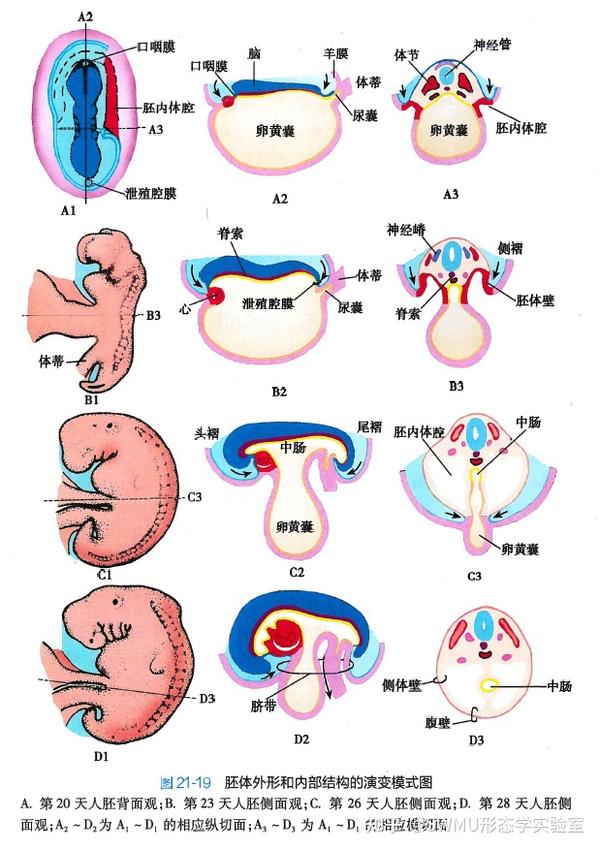 组胚也艺术 Art & Histology (34) - 知乎