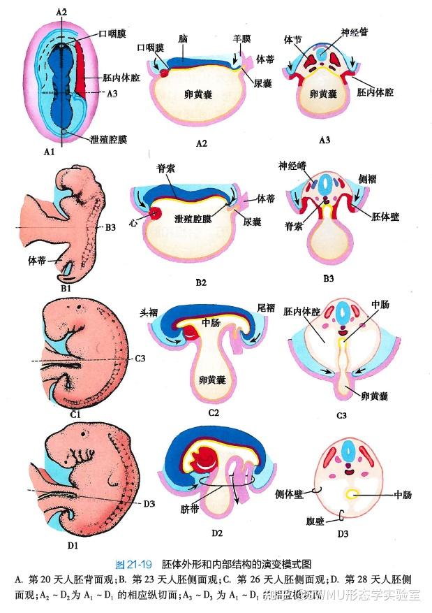 组胚也艺术 Art & Histology (34) - 知乎