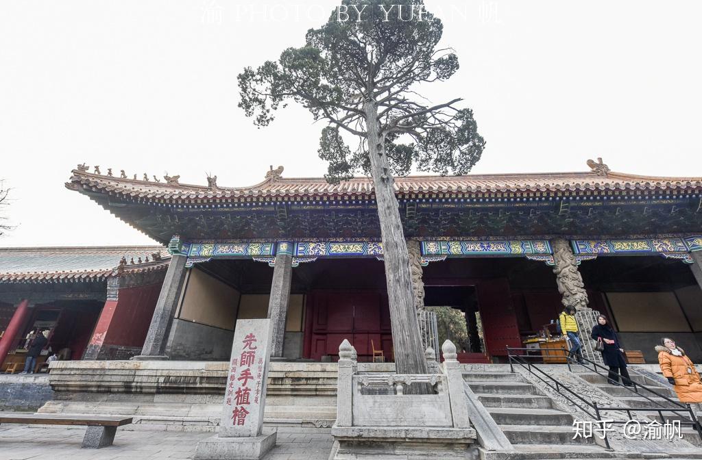 2400年前孔子亲手种植的树像啥样？已悄然成为中国最古老的网红树 - 知乎