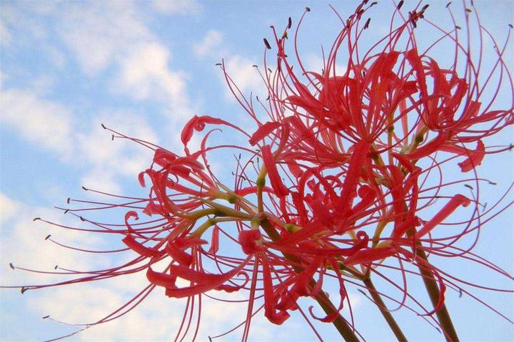 曼珠沙华，别名红色彼岸花（Lycorisradiata）、又称“引魂之花” - 知乎