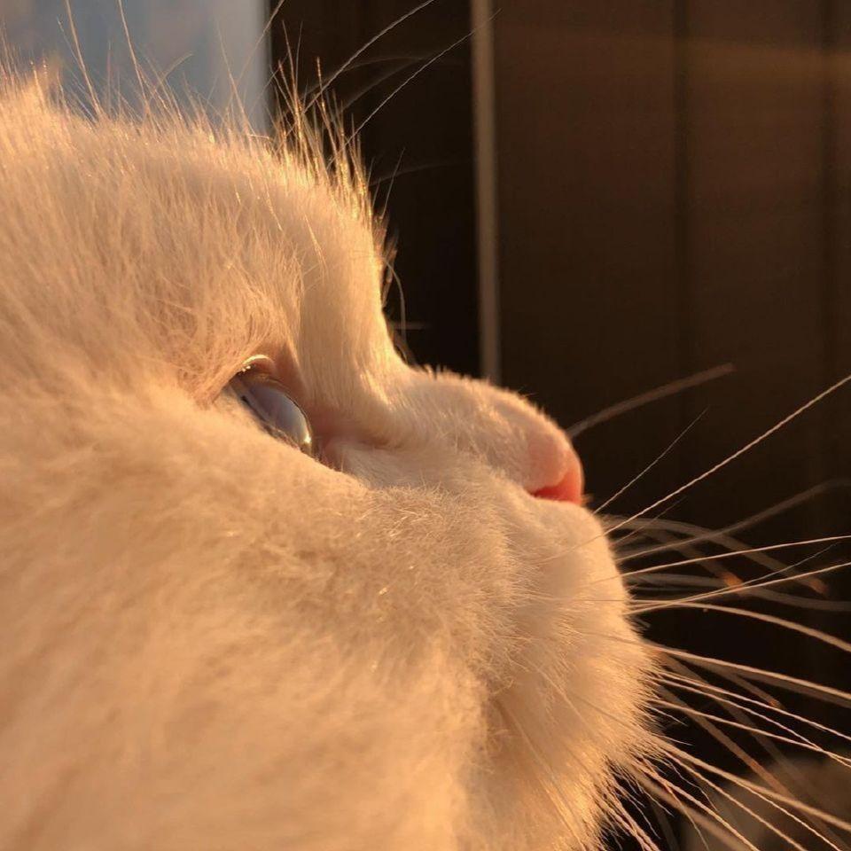 猫咪头像男生用阳光图片