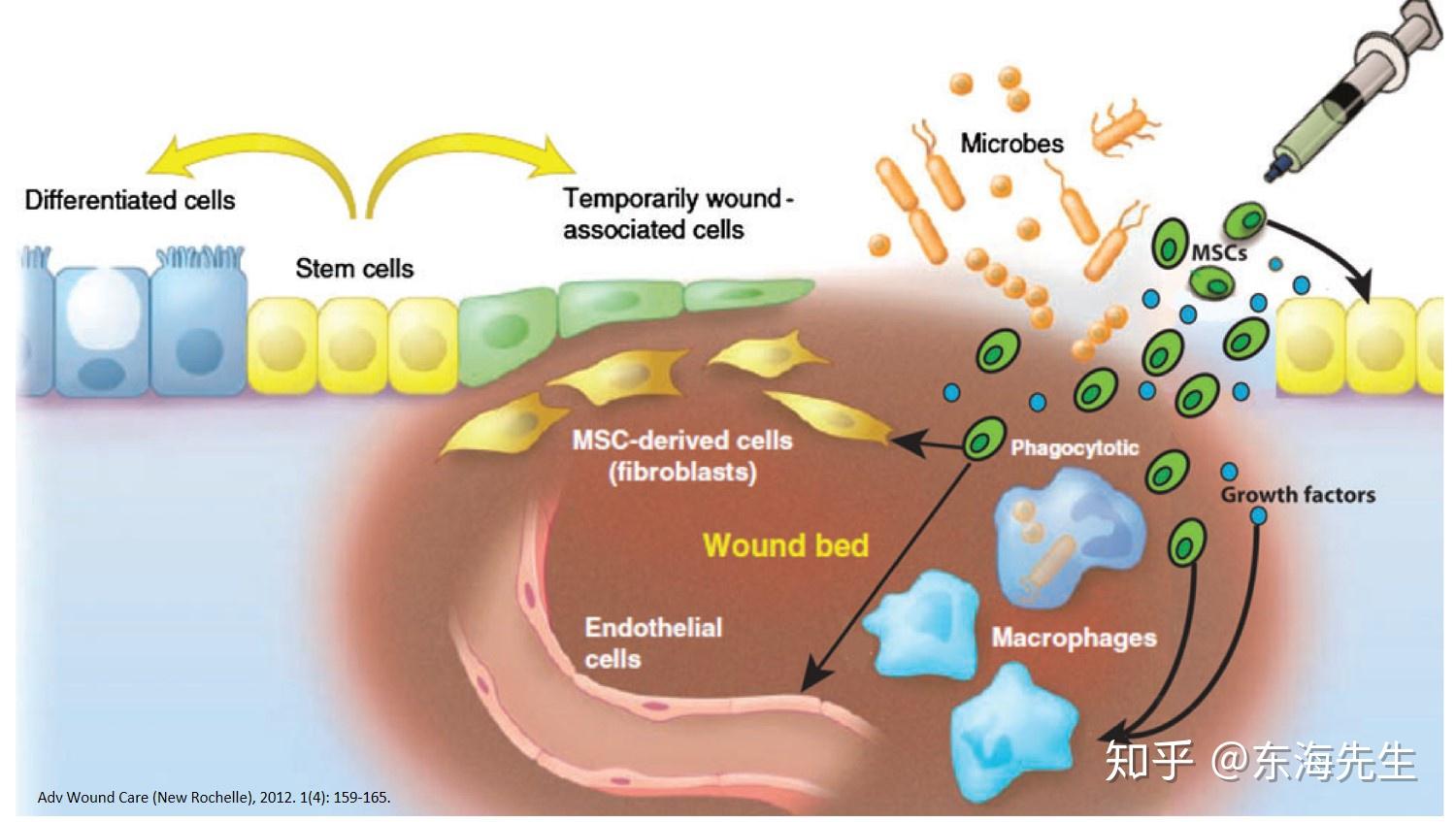 人原代脂肪干细胞-原代细胞-STR细胞-细胞培养基-镜像绮点生物