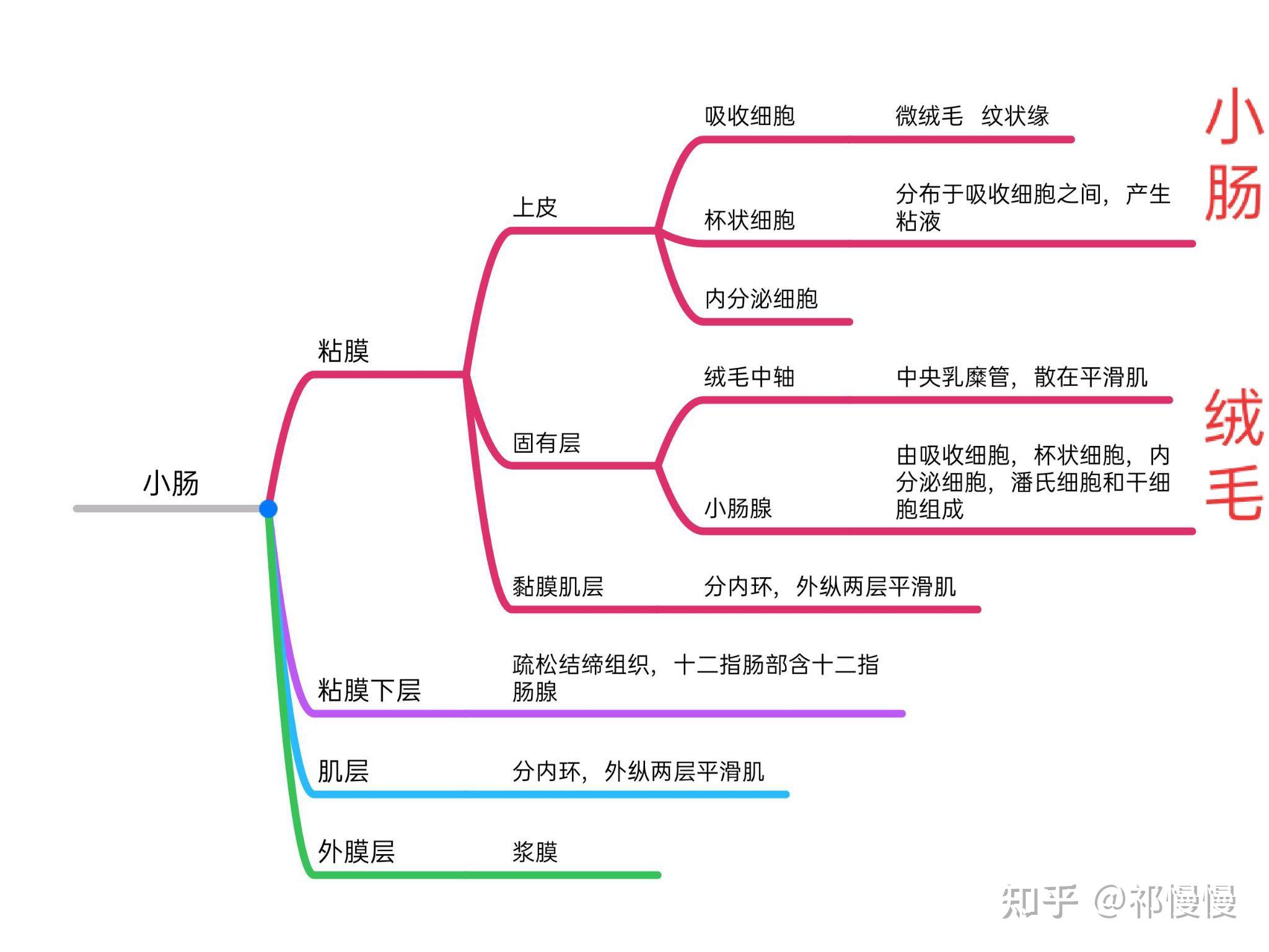 组胚思维导图上皮组织图片