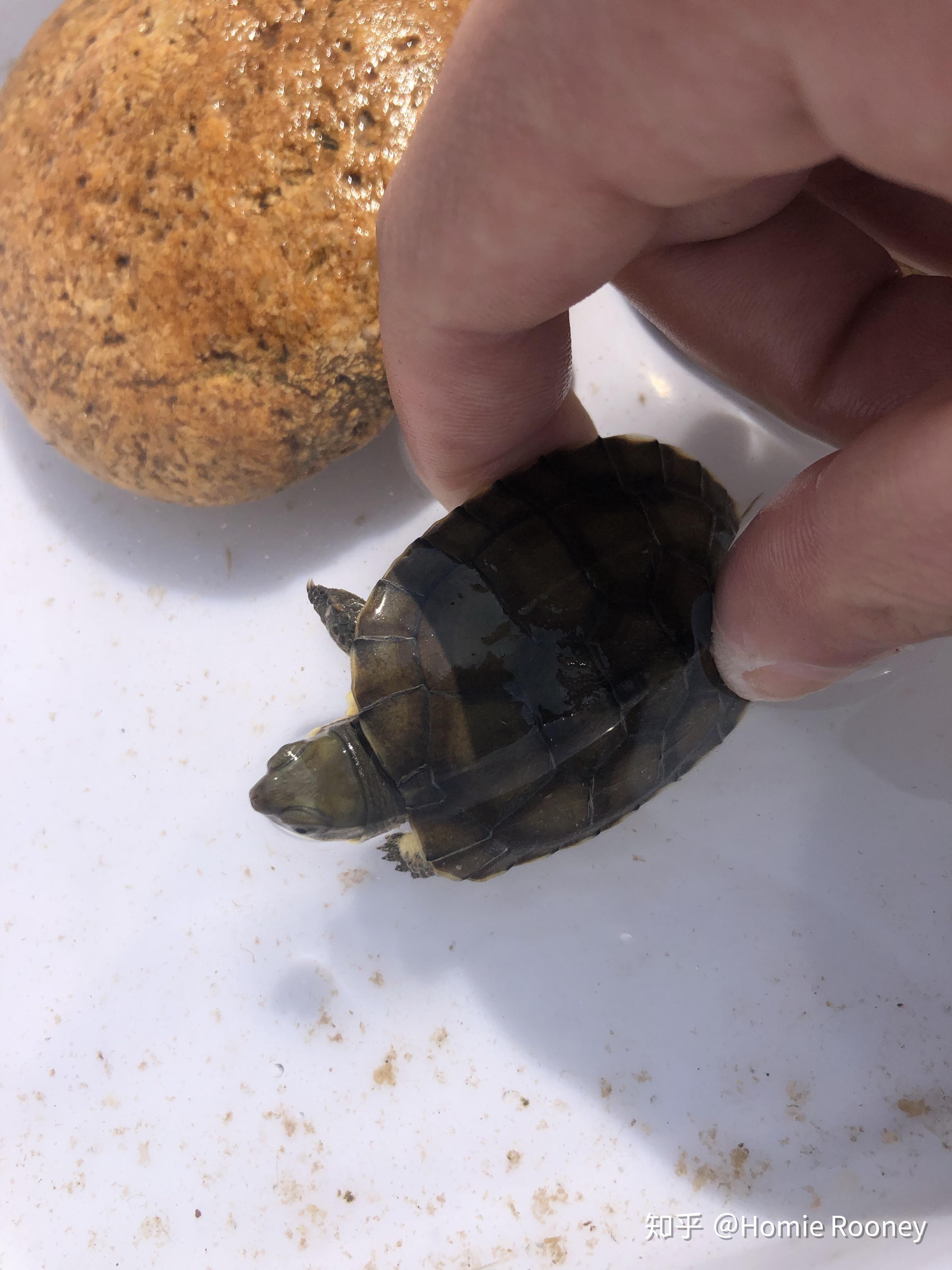 十三鳞是什么乌龟 v2-0b9f38361c8c783c04f433bbee503f28_r.jpg