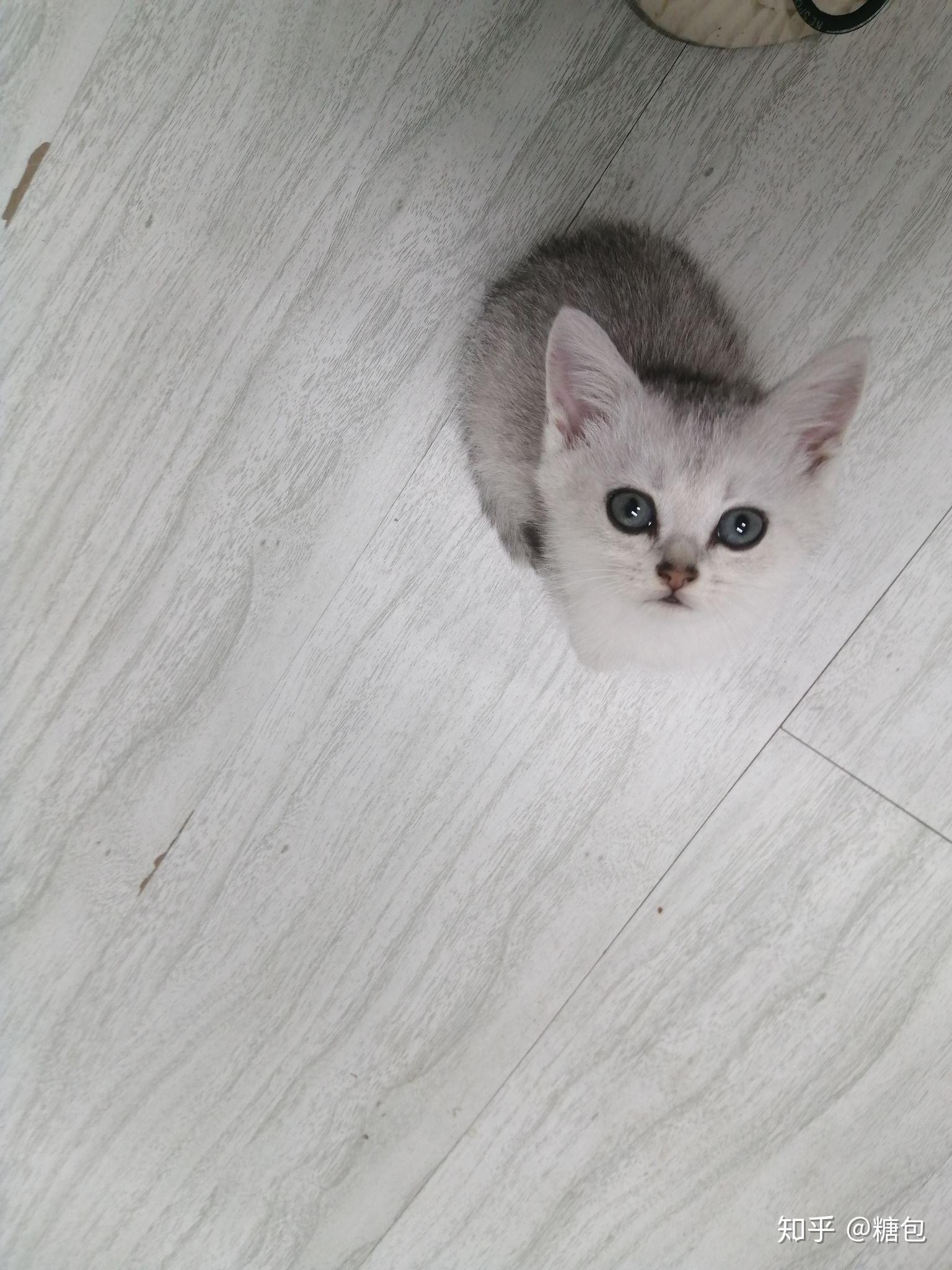 请问这只银渐层,品相怎么样,五百值吗?后面是他的爸爸妈妈?