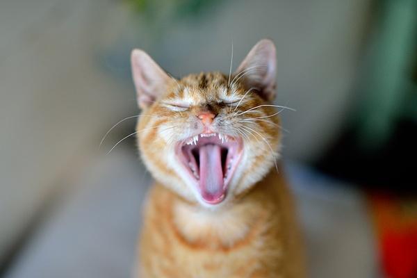 你的猫牙龈出血吗？ - 知乎