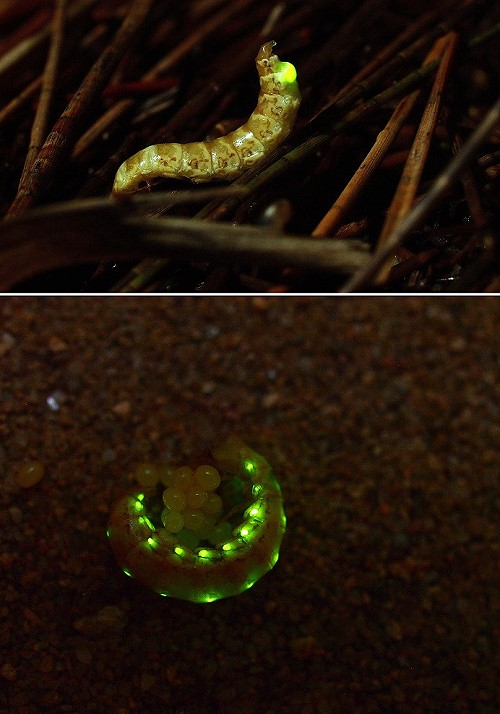 发光的虫子全身发光的虫子,身上软软的,全身都发亮,不知道叫什么名字