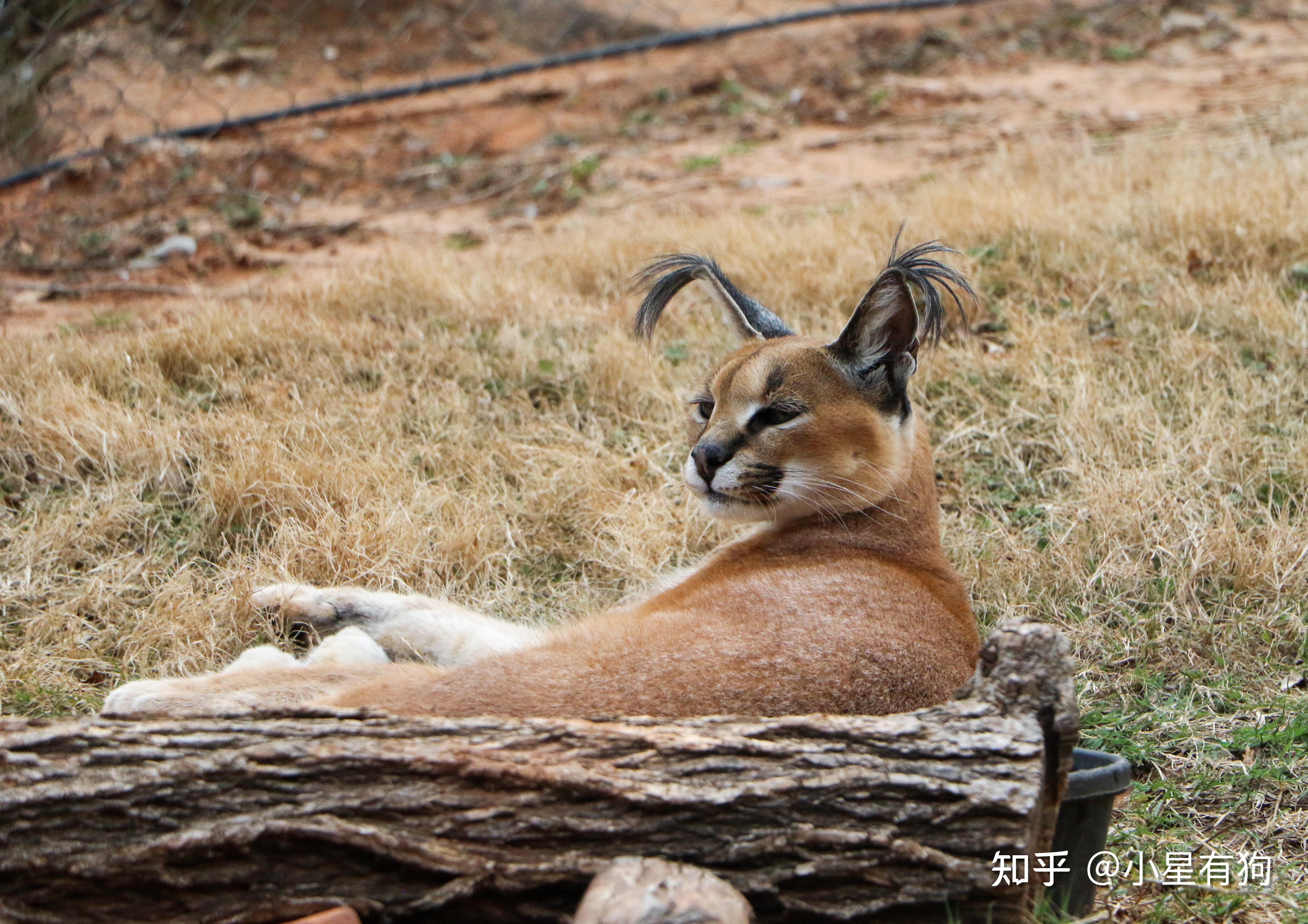 一,飞身捕鸟的假猞猁——狞猫(caracal,学名:caracal caracal)