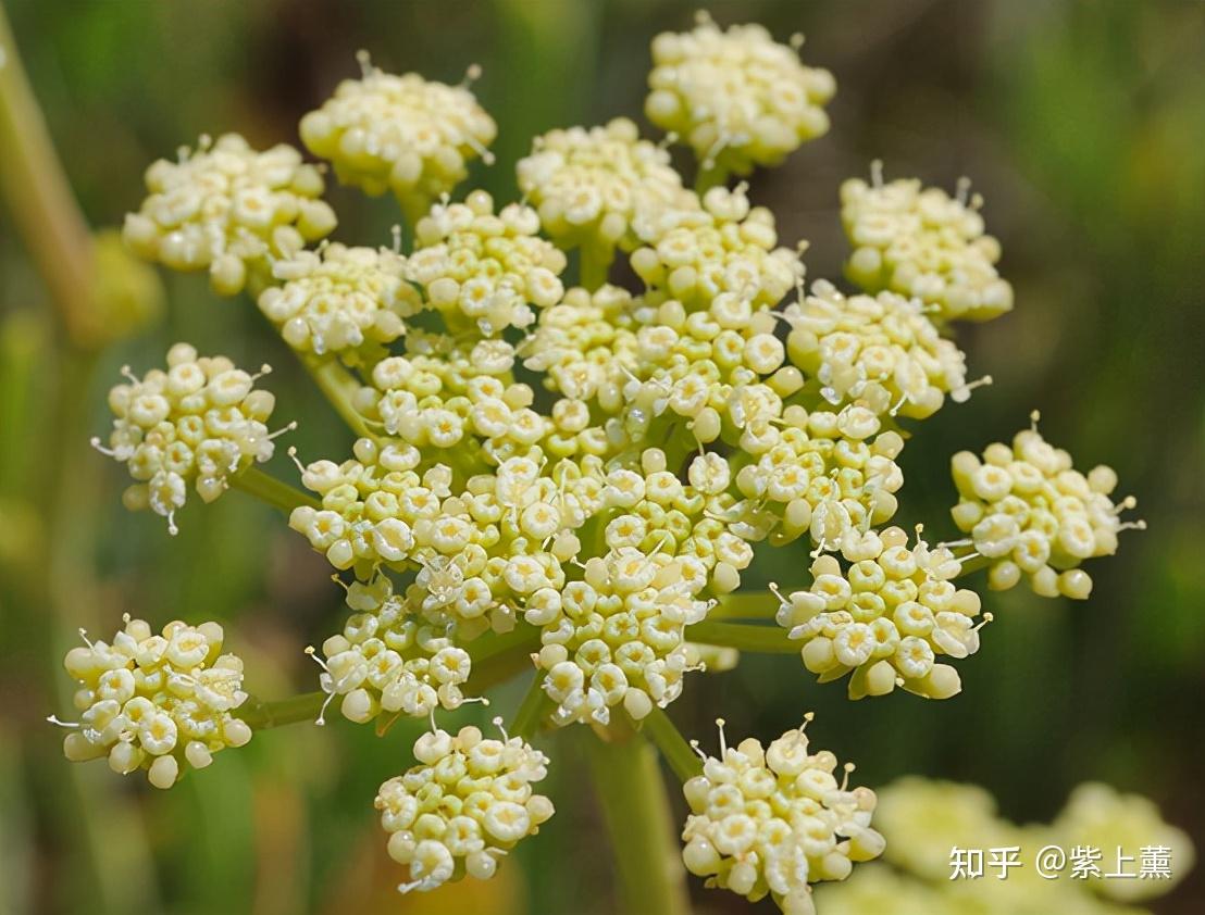 混油皮护肤平衡水油更重要别错过了宝藏成分海茴香